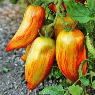 [ Hạt giống Nga] Hạt giống cà chua chuối Roma Sọc F1