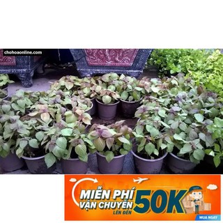 1g Hạt giống Tía tô
