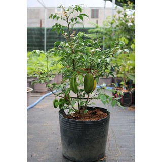 Cây 🌲 Khế Chua... đang trái