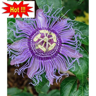 HẠT GIỐNG Cây Hoa Hoàng Liên 5 HẠT