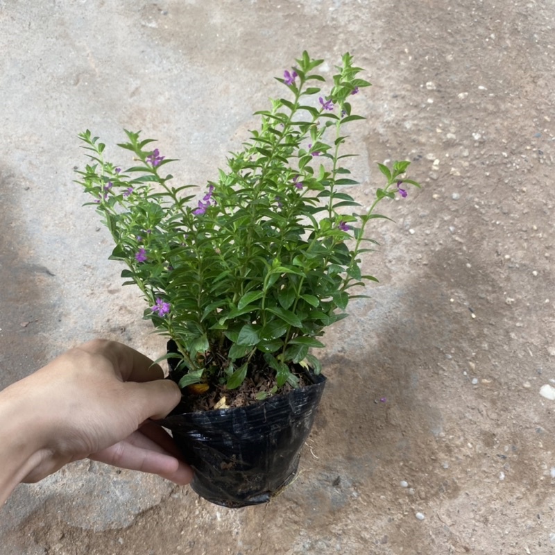 Cây hoa cẩm tú mai hoa nở rực rỡ sum suê nhiều nhánh cực to đẹp