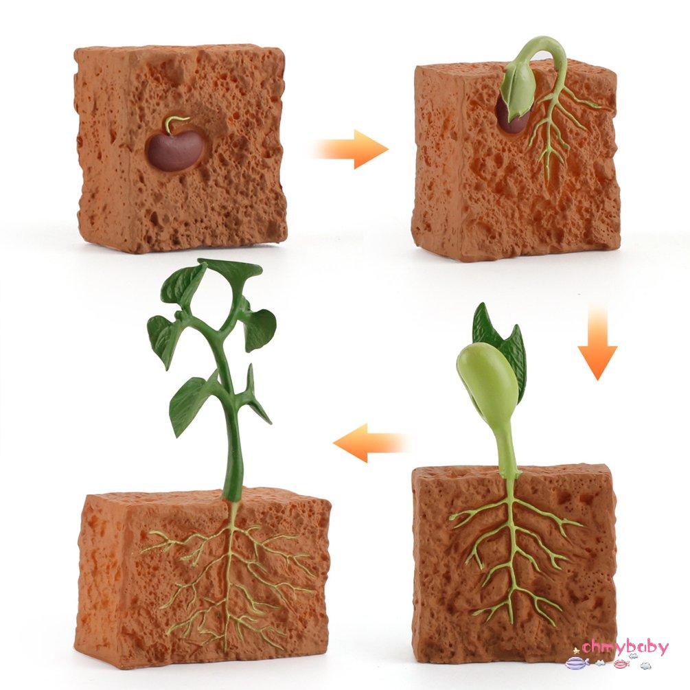 【OMB】 Simulation Life Cycle Of Green Bean Plant Growth Cycle Model Action Figures