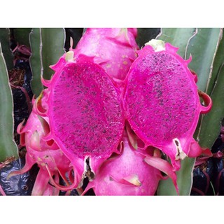 Combo 5 Cành Giống Thanh Long Ruột Đỏ (Hom giống thanh long ruột đỏ)