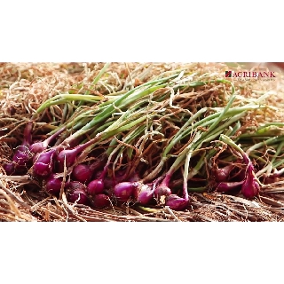 HÀNH TÍM VĨNH CHÂU