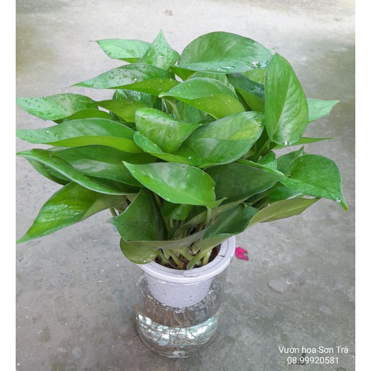 (Quận 8 - chỉ Hỏa tốc) Chậu TRẦU BÀ thủy sinh.
