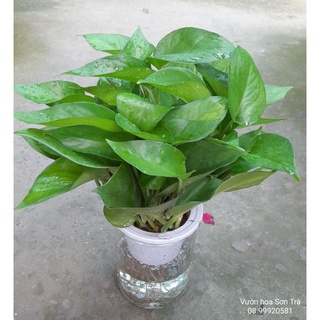 Chậu trầu bà thủy sinh.