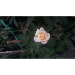 Hồng ba màu Sadec ( hồng đổi màu)