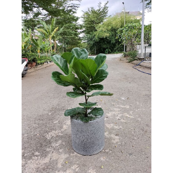 Cây bàng singapore loại nhiều nhánh hàng hot 60-80cm