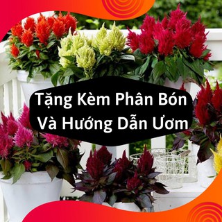 Combo 2 Gói Hạt Giống Hoa Mào Gà Lửa
