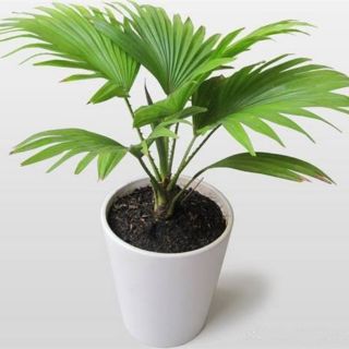 Cây cọ kiểng (chậu nhựa đen) dùng trang trí nội thất, cảnh quan, phong thuỷ, Decor- Hoa kiểng THfarm
