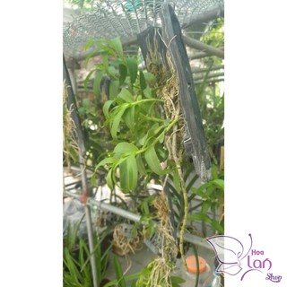 Lan phi điệp bảng gỗ năm 3
