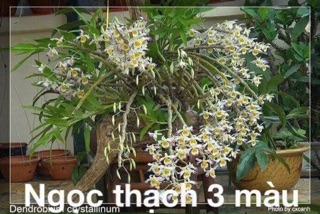 Combo 5 loại lan rừng