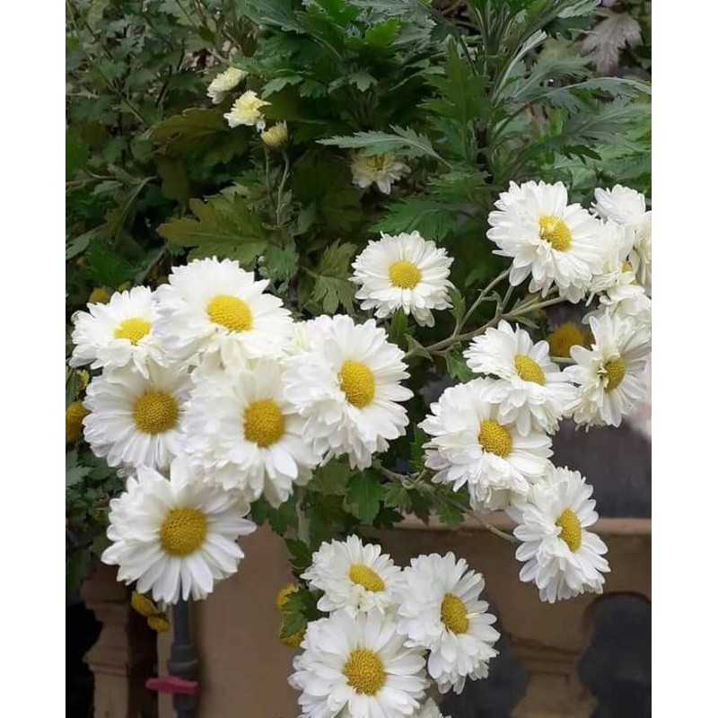 Combo cúc tiểu thư (10 cây)