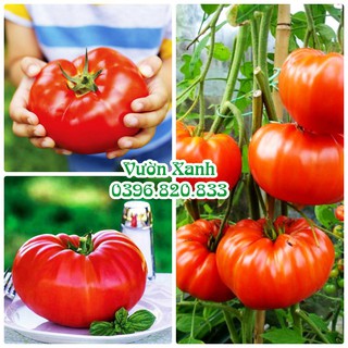 Hạt giống cà chua khổng lồ  F1 20H