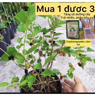 caykiengsadec- cây dâu tằm tặng phân bón -cây ăn trái - trang trí nội thất cảnh quan sân vườn ngoài trời