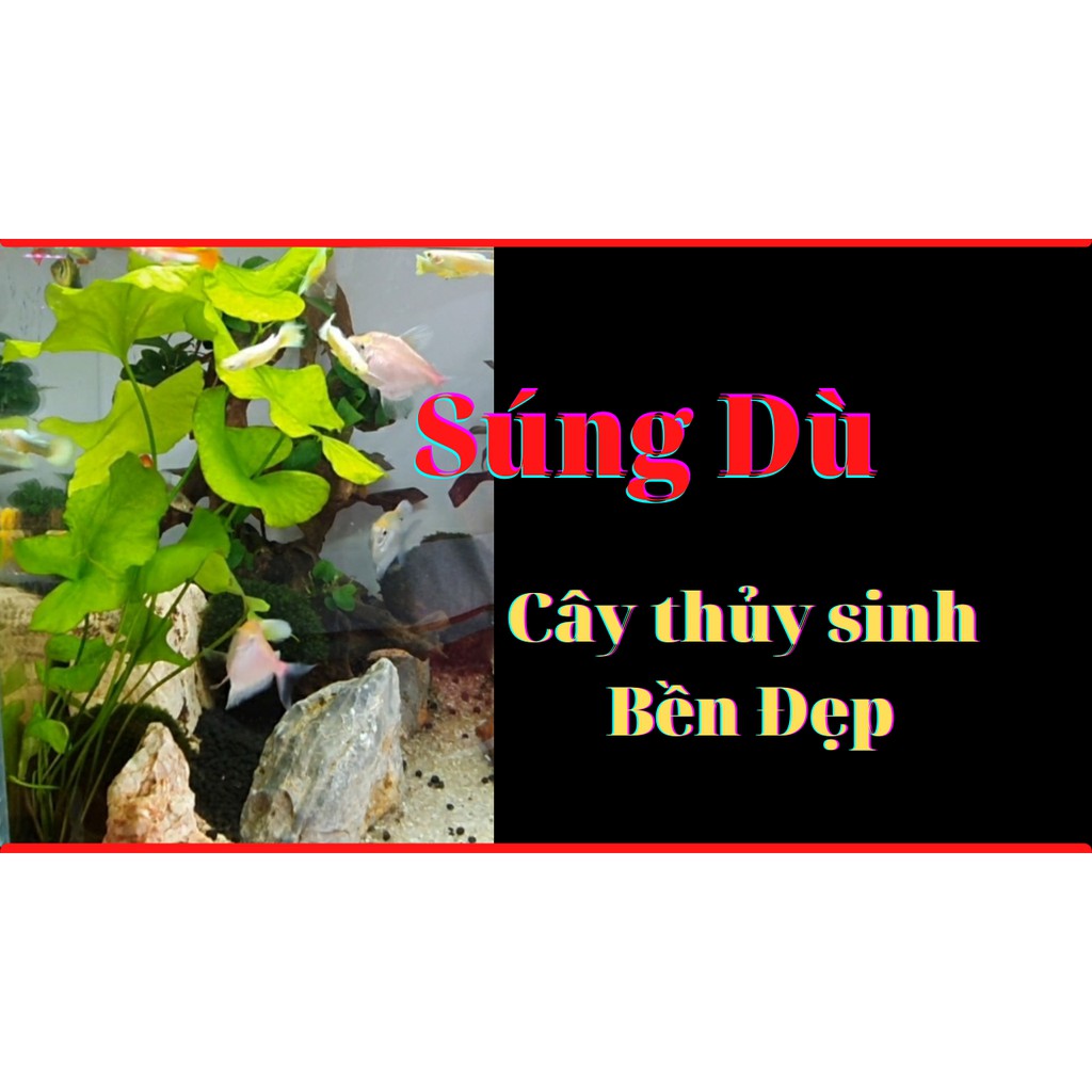 Cây thủy sinh súng dù-Huấn Sinh Vật Cảnh-đẹp,ít chăm sóc,ít chết,hợp các hồ thủy sinh,betta,guppy và ngoài trời