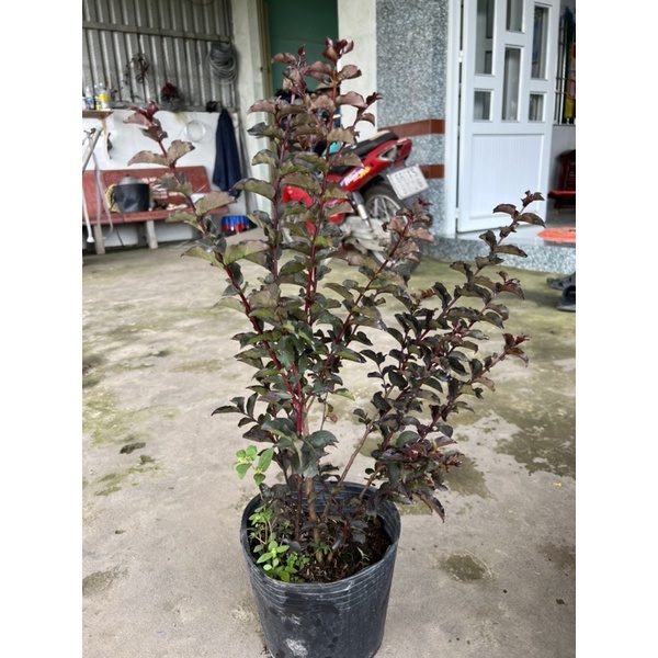 Cây huyết long