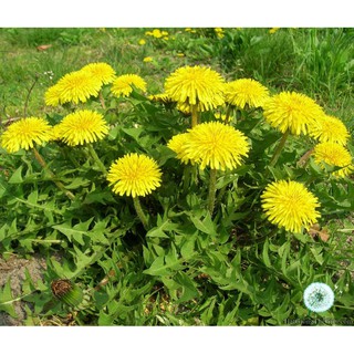 0.7Gr 1000 Hạt Hạt Giống Rau Bồ Công Anh (| C10*V45)