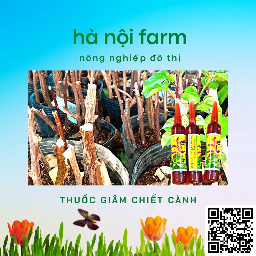 THUỐC KÍCH RỄ GIÂM CHIẾT CÀNH MINH ĐỨC -  MD-901