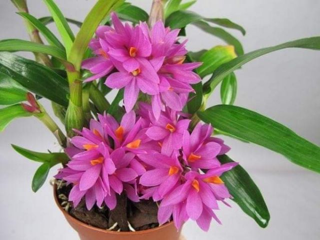 Hoa lan hibiki sắp hoa