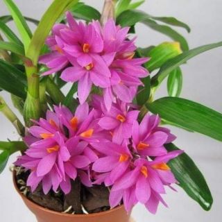 Hoa lan hibiki sắp hoa