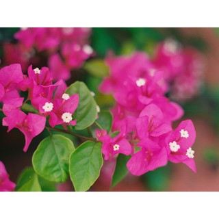 Phân bón hữu cơ dành cho Hoa giấy / Siêu hoa giấy (700 gr/ gói) 🌱