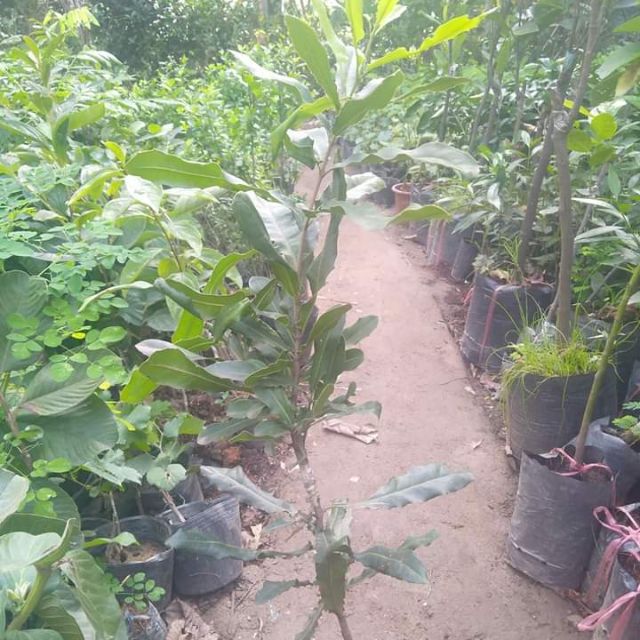 Cây giống macca