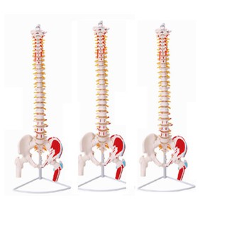 Mô hình xương cột sống, xương chậu, xương đùi 85cm mô phỏng các nhóm cơ