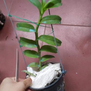 Phi điệp hồng mỹ nhân