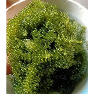 Rong nho tách nước gói 100g