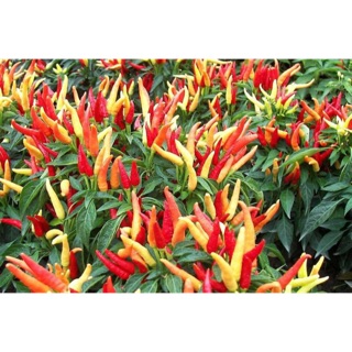 HẠT GIỐNG ỚT CHÙM F1