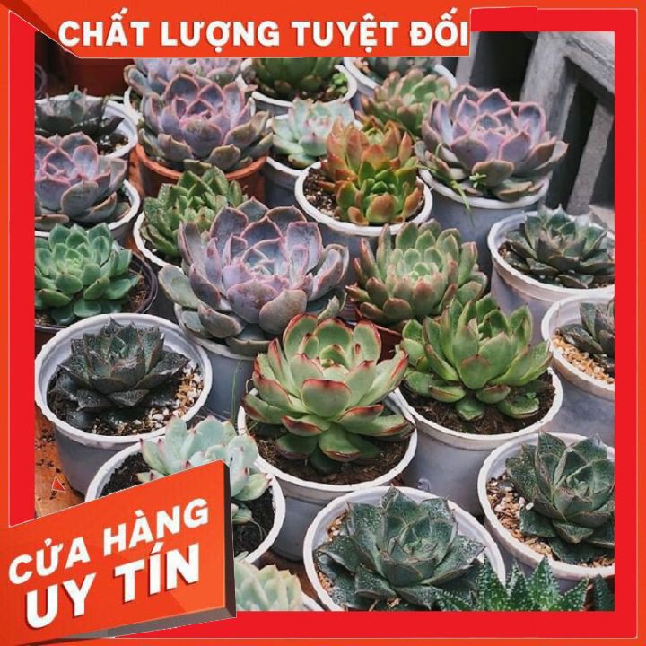 Combo 10 cây sen đá size trung ❌ FREE SHIP ❌ xuất xứ Đà Lạt, đã thuần khí hậu