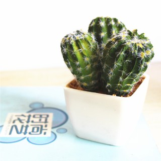 Cây xương rồng PVC kèm chậu 03