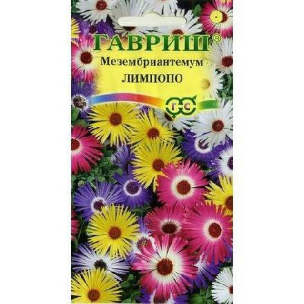 Hạt giống Hoa Cúc Thạch Thảo Thiên Thần mix F1 Nga