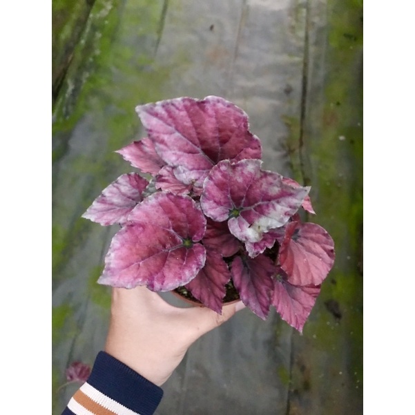 Chậu cứng Begonia Red Bull
