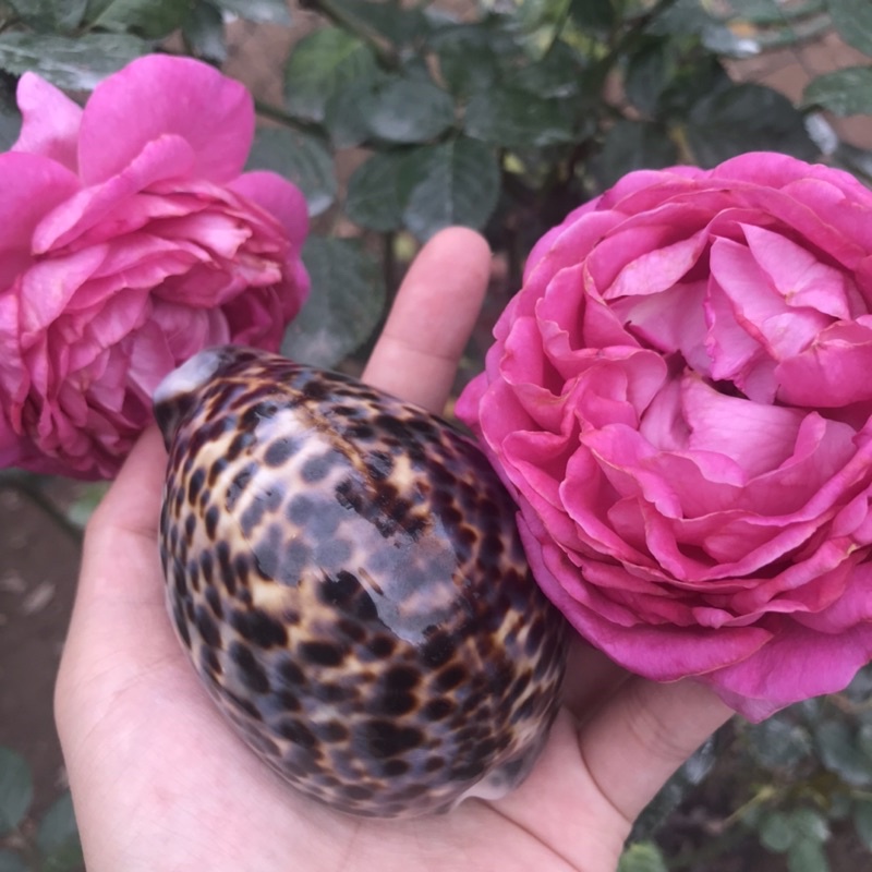 Ốc Sứ Vân Hổ Derco Trang Trí Phòng Khách, Derco Nền Chụp Ảnh, Đồ Chơi An Toàn Cho Bé Khám Phá