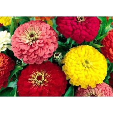 Hạt giống hoa Cúc Susi loại F1 dễ trồng tỉ lệ nảy mầm cao hoa mix màu