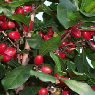 Cây thần kỳ cây đẹp cao 50-60cm ra quả sau 3 tháng