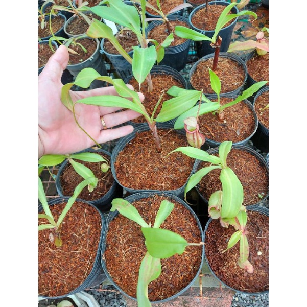 Cây nắp ấm N. viking x mirabilis