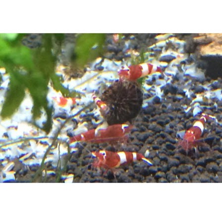 Thức Ăn Cho Tép Cảnh Benibachi Tảo Bẹ Và Rong Biển