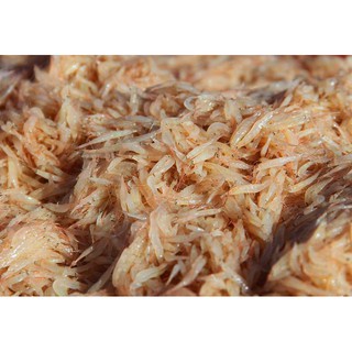 100gr tép biển moi khô sạch