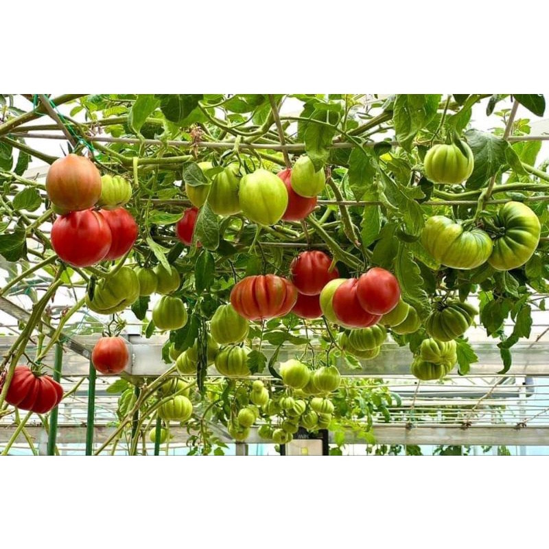 Cà chua múi lê khổng lồ Nga - Tỉ lệ nãy mầm >95%