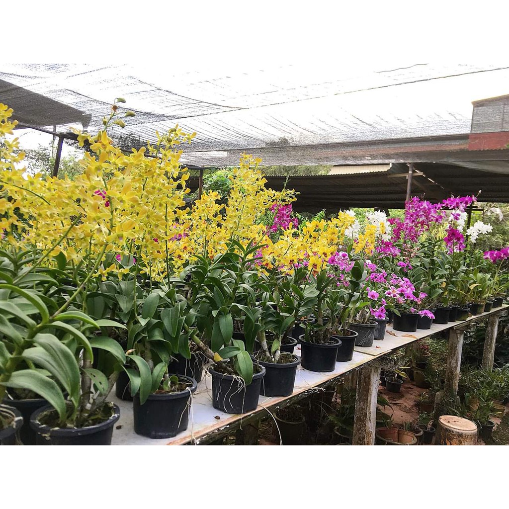 Lan giống dendro nhiều màu cao 15-20cm