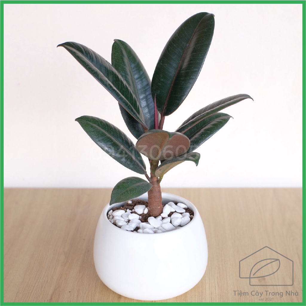 Cây Đa Búp Đỏ để bàn, trang tri nội thất cực đẹp, cây cảnh văn phòng và cây cảnh mini