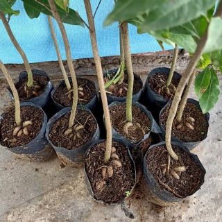 Gốc Mai vàng Đã UỐN GỐC