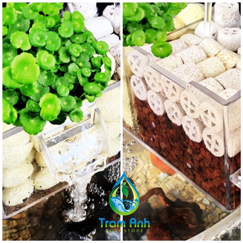 Lọc tràn cho bể cá tròn - để bàn - lọc tròn trong suốt