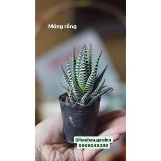 Cây Móng rồng size lớn