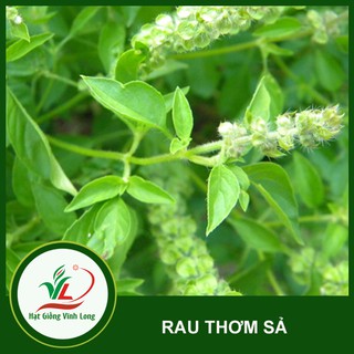 Hạt giống rau Thơm sả (é trắng) TN 35 - 1g