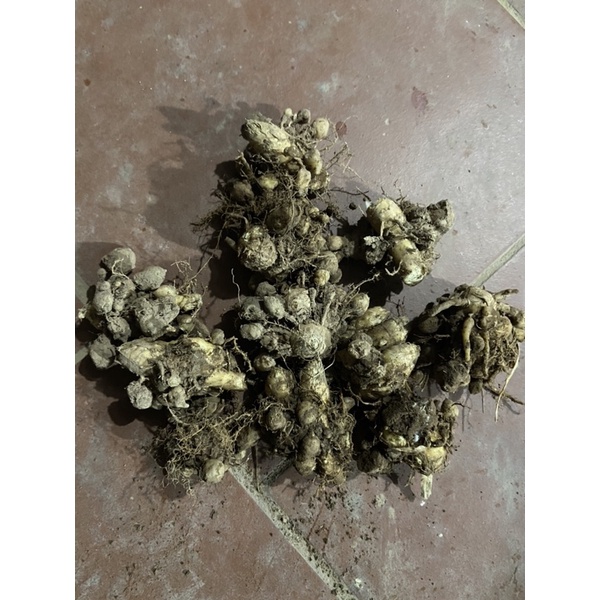 Tam thất giống mua 8 tặng 1