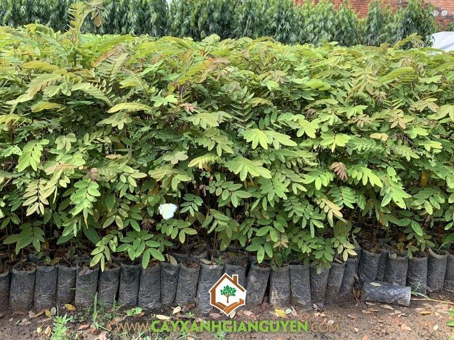 CÂY GIỐNG CÂY HẠT DẺ TRÙNG KHÁNH ,LOẠI HẠT TO, SIÊU QUẢ,SIÊU HẠT, SIÊU KINH TẾ + Tặng 02 cây nhót ngọt